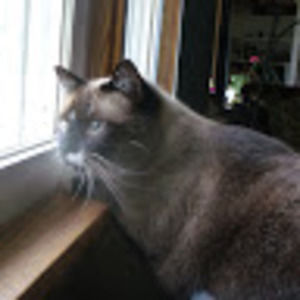 Meet your Posher, Ally